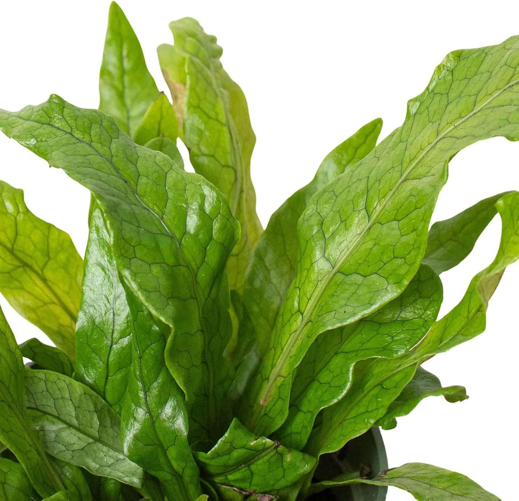 Fern Crocodile Live Plant for Indoor | Different Houseplants in 4'' & 6'' Pot | Real House Plant for Living Room, Office, Desk & Bathroom | Microsorum musifolium