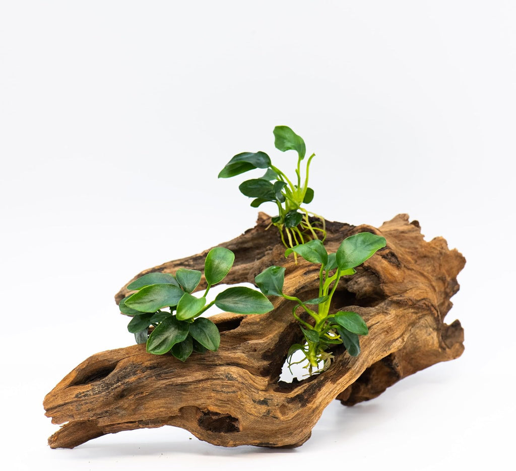 Anubias Nana Bonsai - Live Aquarium Plant, Perfect for Nano Tanks, Terrariums, Easy Maintenance, Freshwater Aquascaping (3)