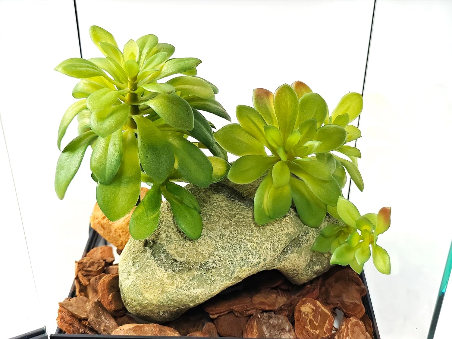 Woyrise Reptile Plants Succulent, Artificial Desert Plant for Terrarium Decor, Bearded Dragon Tank Accessories fit Gecko Lizard Chameleon Ball Python Snake - Sedum Palmeri