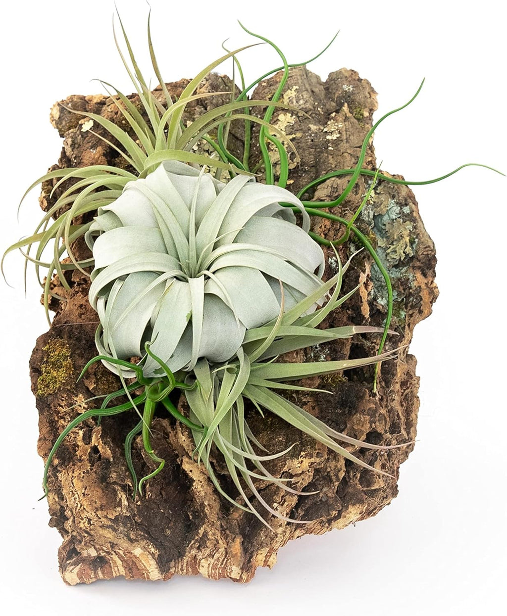 Large Natural Cork Bark DIY Kit with Five Assorted Air Plants, Glue and Hook - Live Tillandsia Succulent House Plant - Wholesale and Bulk - Easy Care Indoor and Outdoor Plants