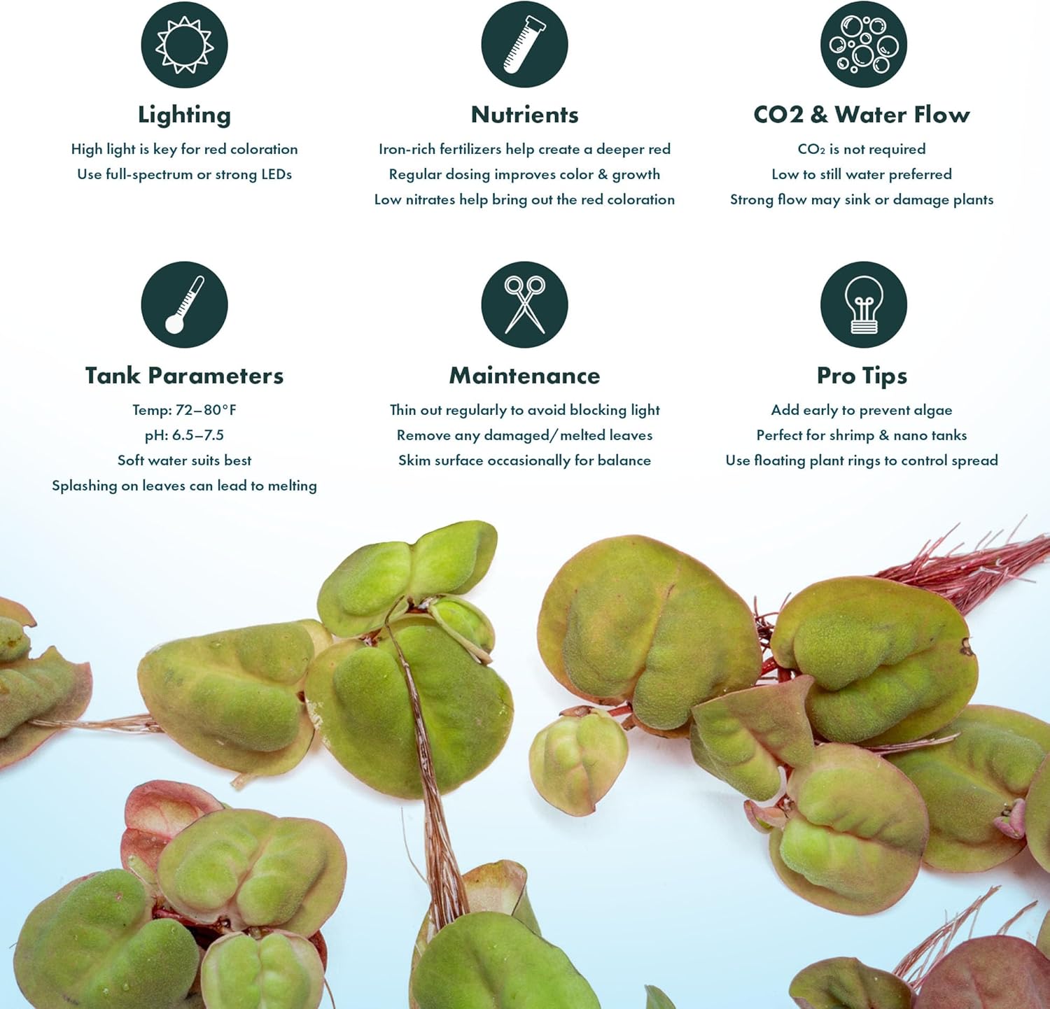 SubstrateSource Red Root Floater Phyllanthus Fluitans - Live Floating Plants for Aquarium, Fish Tanks, Natural Aquatic Decorations and Cover (3-4 Plants)