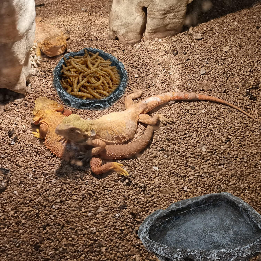 2 Pack Reptile Feeding Dish Corner Bowl, Reptile Water Dish Food Bowl Feeding Terrarium Bowls for Bearded Dragon Lizard Frog Gecko Tortoise Hermit Crab