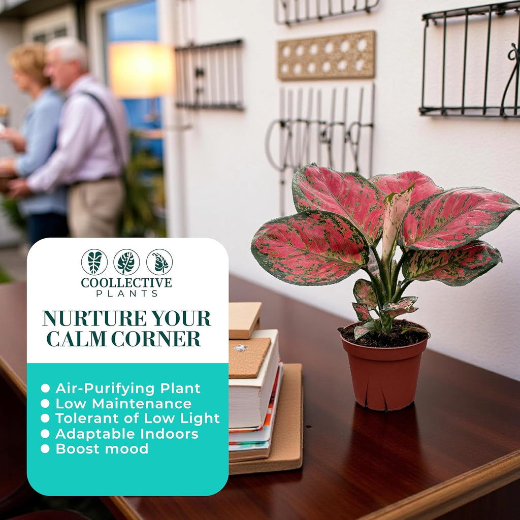 CoollectivePlants Aglaonema Red Valentine – Live Plant in 4″ Grower’s Pot, Chinese Evergreen Indoor Plant with Pink and Green Leaves, Easy Care, Includes UniHeat Pack for Winter Protection