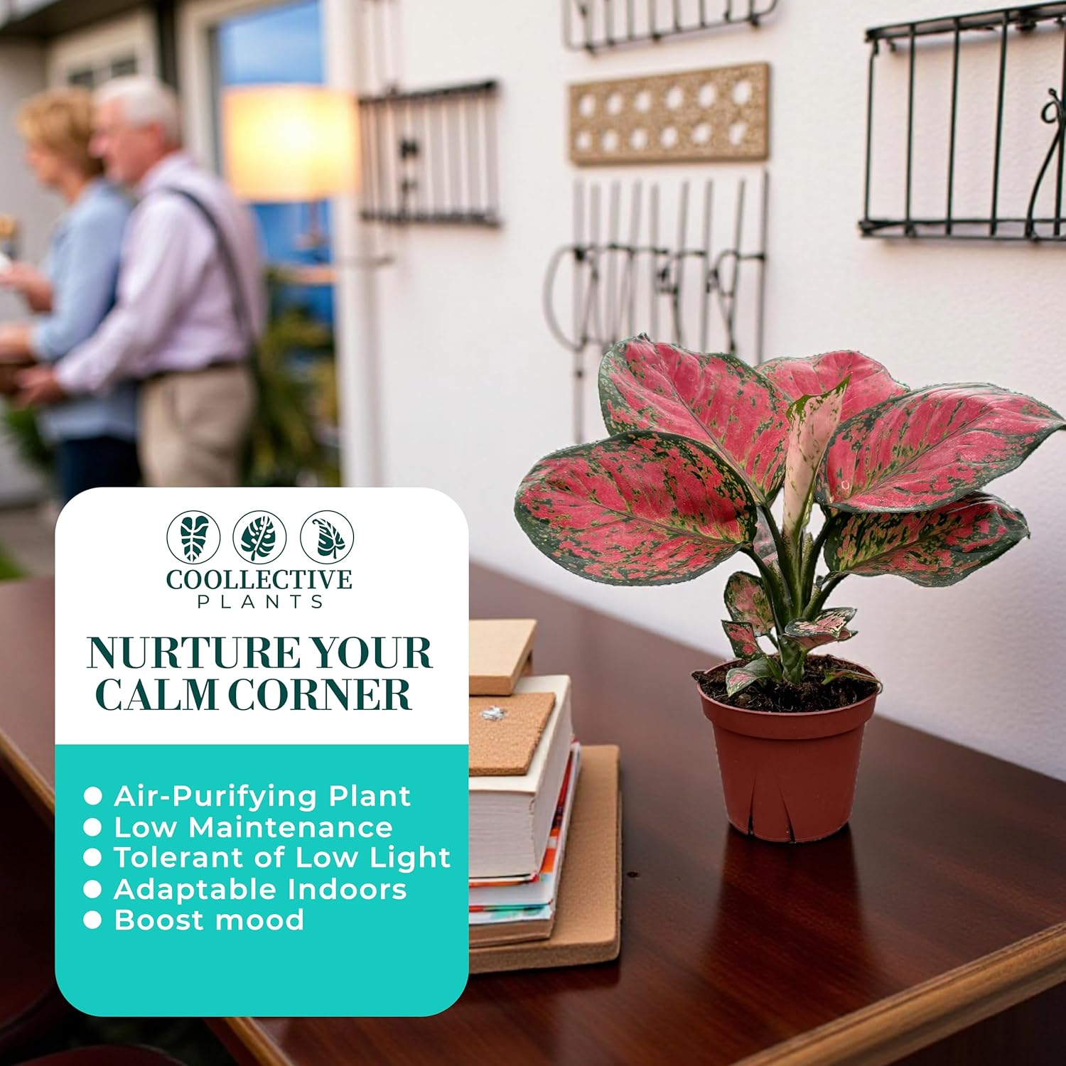 CoollectivePlants Aglaonema Red Valentine – Live Plant in 4″ Grower’s Pot, Chinese Evergreen Indoor Plant with Pink and Green Leaves, Easy Care, Includes UniHeat Pack for Winter Protection