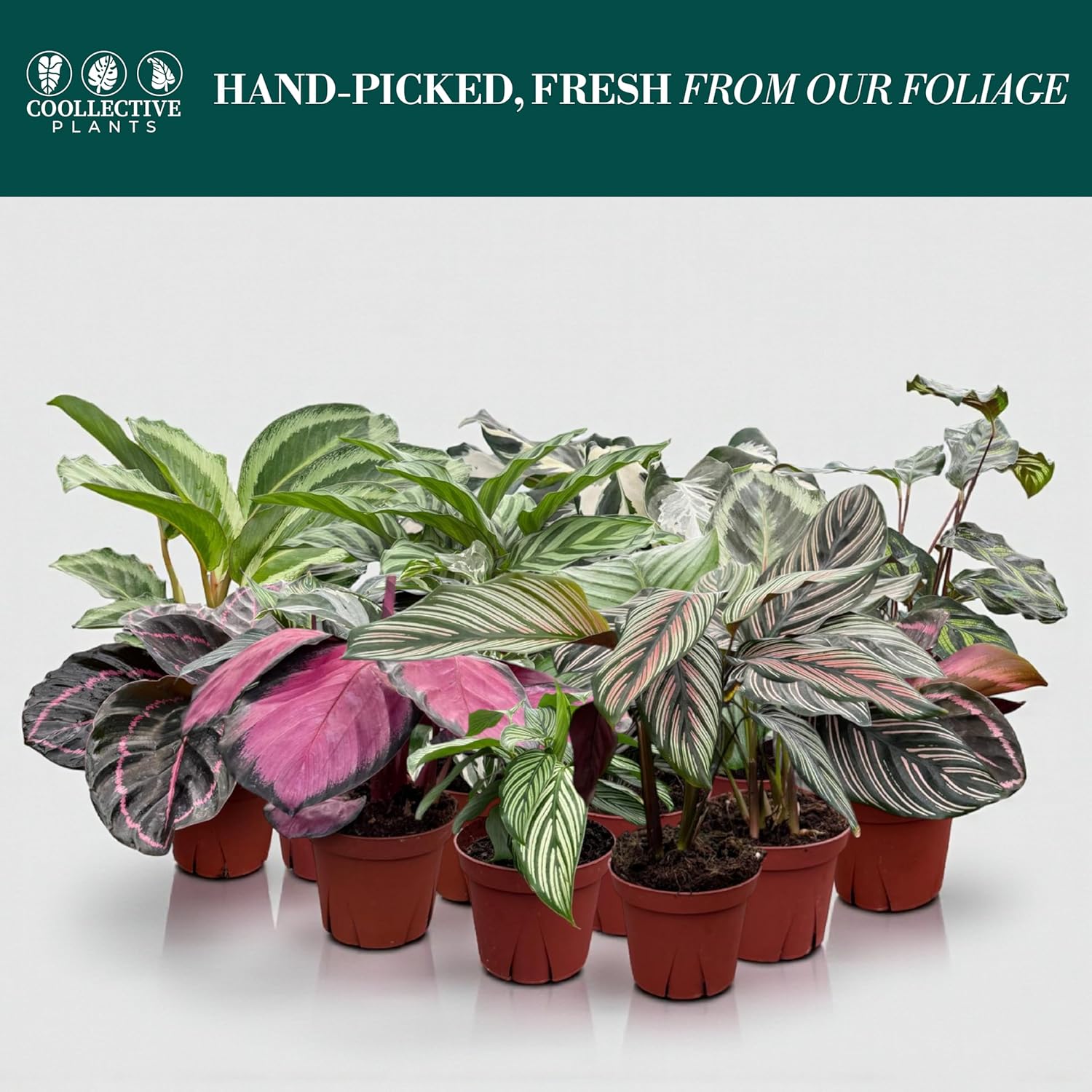 CoollectivePlants Calathea Plant Live in 4″ Nursery Pot – Assorted Indoor House Plants, Easy Care Indoor Plants, Starter Plant for Beginners (4-Pack)