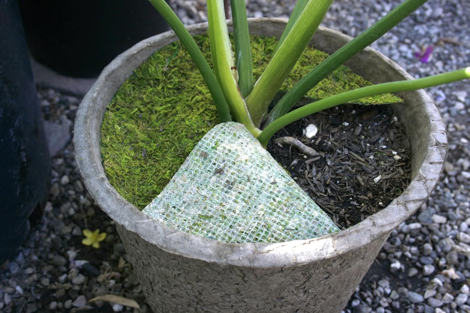 SuperMoss (26325) Moss Soil Toppers (Place Mats), Fresh Green, 16" (3 units)