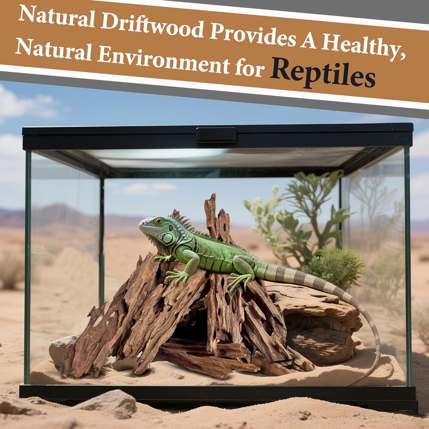 Natural Driftwood Branches for Aquariums&Reptiles-1.5lb,4-12in Length|Ideal for Aquascaping,Reptile Habitat Decor,and DIY Craft Projects (XM-Branches Medium 9 to 12 inch-1.5lb)