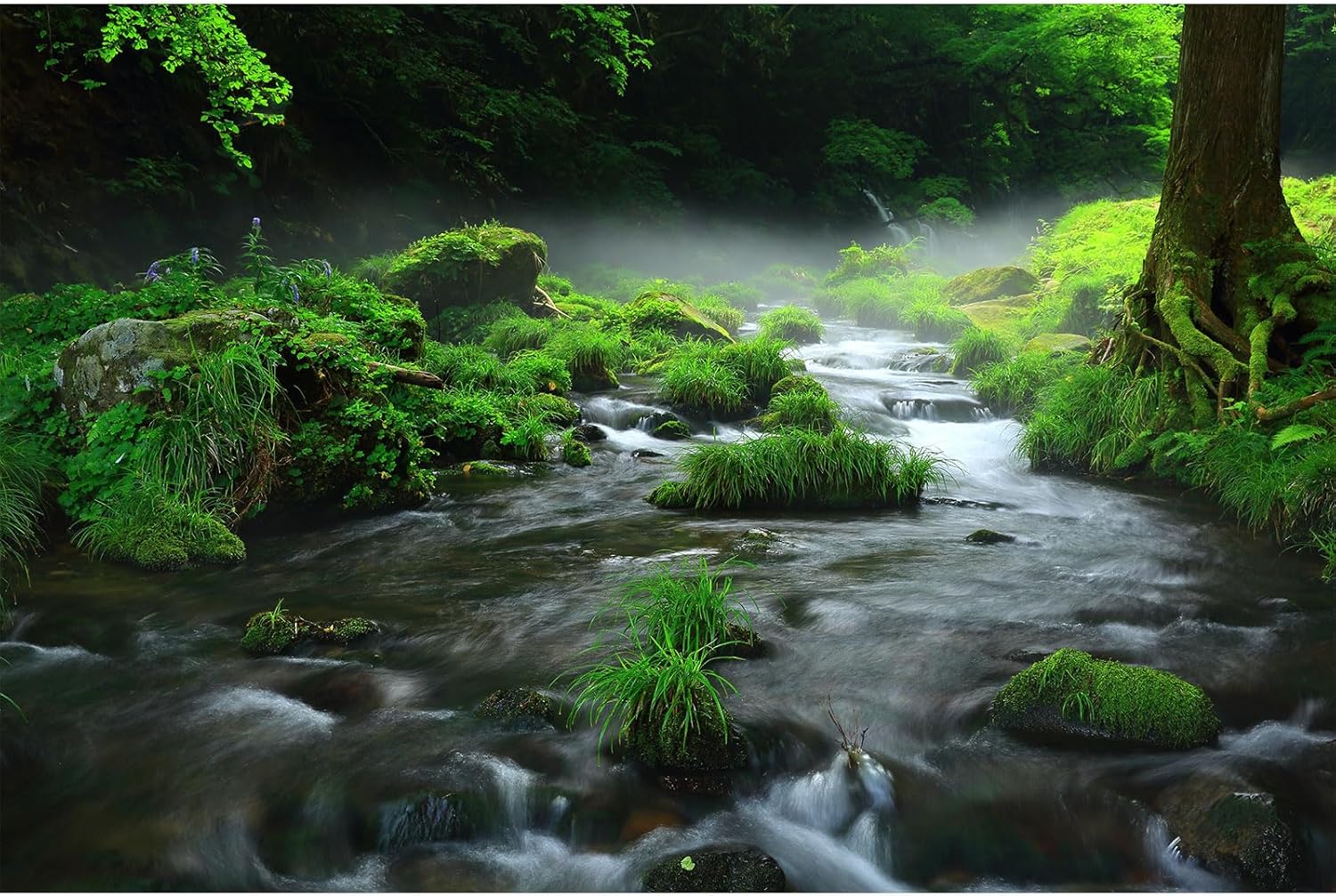 Stream Aquarium Background Aquatic Water Plants Rock Fish Tank Background Lush Green Forest Trees Terrarium Background Misty Foggy Stream Flowing Water Natural Landscape Aquarium Backdrops 60x24in