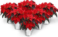 Wild Interiors Green Circle Growers 6-Pack Live Red Poinsettia Plants in 6-Inch Grower Pots with Silver Decorative Covers – Festive Holiday Houseplants for Seasonal Home Décor & Gifting