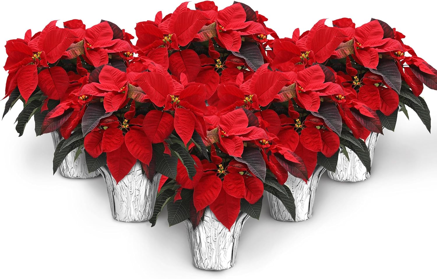 Wild Interiors Green Circle Growers 6-Pack Live Red Poinsettia Plants in 6-Inch Grower Pots with Silver Decorative Covers – Festive Holiday Houseplants for Seasonal Home Décor & Gifting