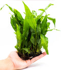 Java Fern Live Aquarium Plants – Windelov, Narrow Leaf & More– Easy Aquascaping Plants for Freshwater Tanks, Low Light, No CO₂ (Large Regular Java Fern Mat)