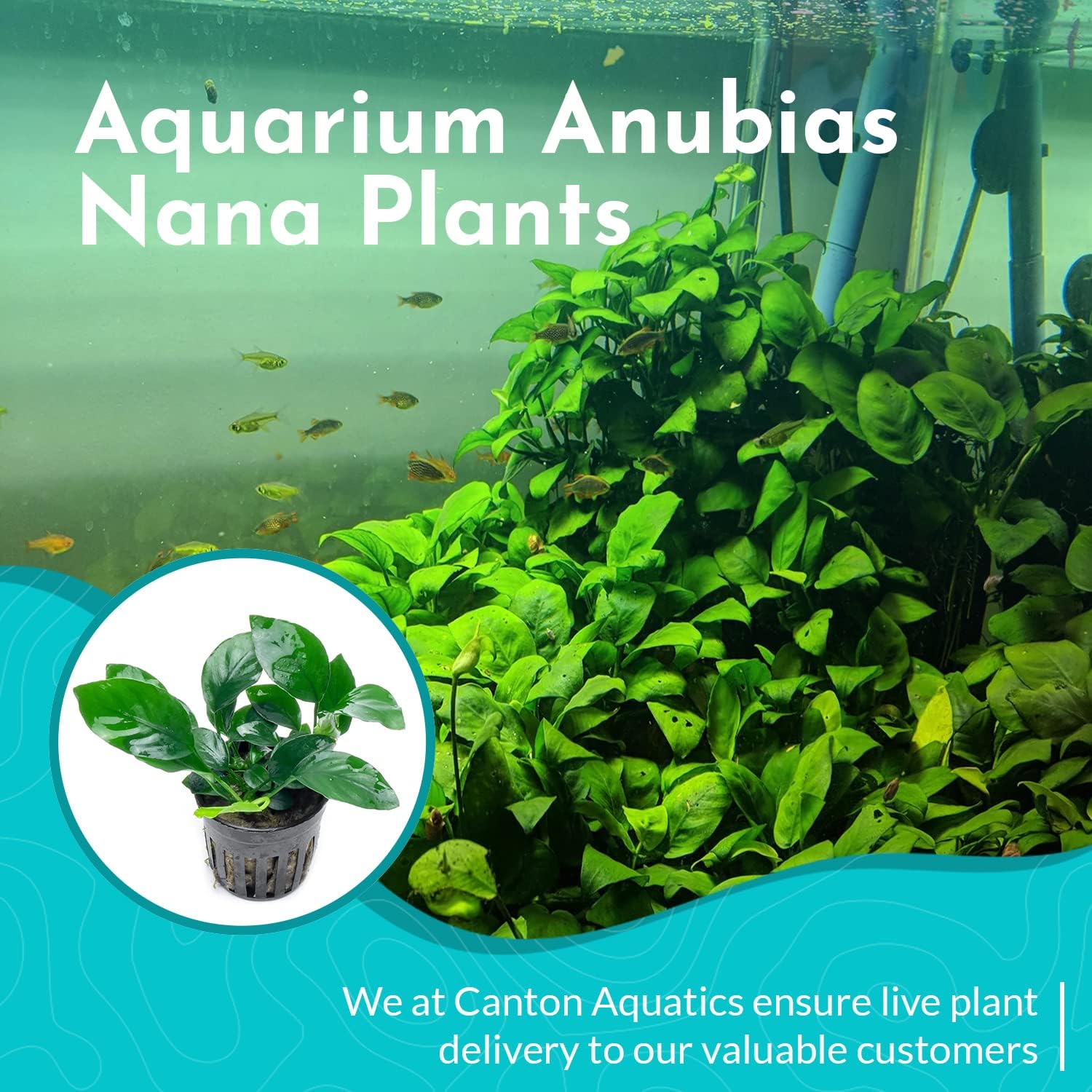 Live Aquarium Anubias Nana Petite Plant On Lava Rock - Absorb Impurities & Toxicness for Water - All Natural & Organic Aquatic Plant - Long Lasting & Easy to Care