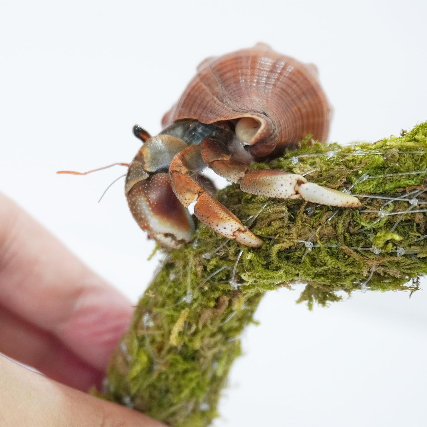 Hermit Crab Accessories 7PCS, Include 5PCS Hermit Crab Shells, 1PCS Climbing Toy and 1PCS Hermit Crab Hideout