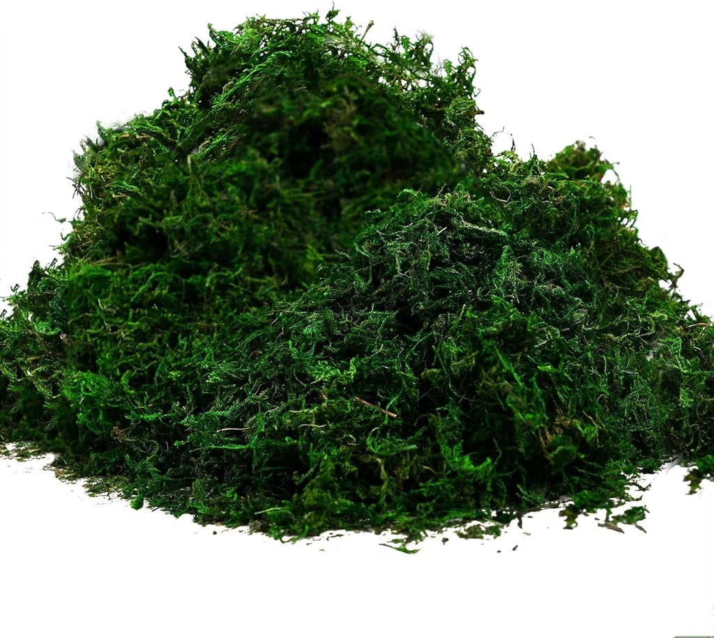 Byher 92926 Preserved Forest Moss, Fresh Green (8OZ)