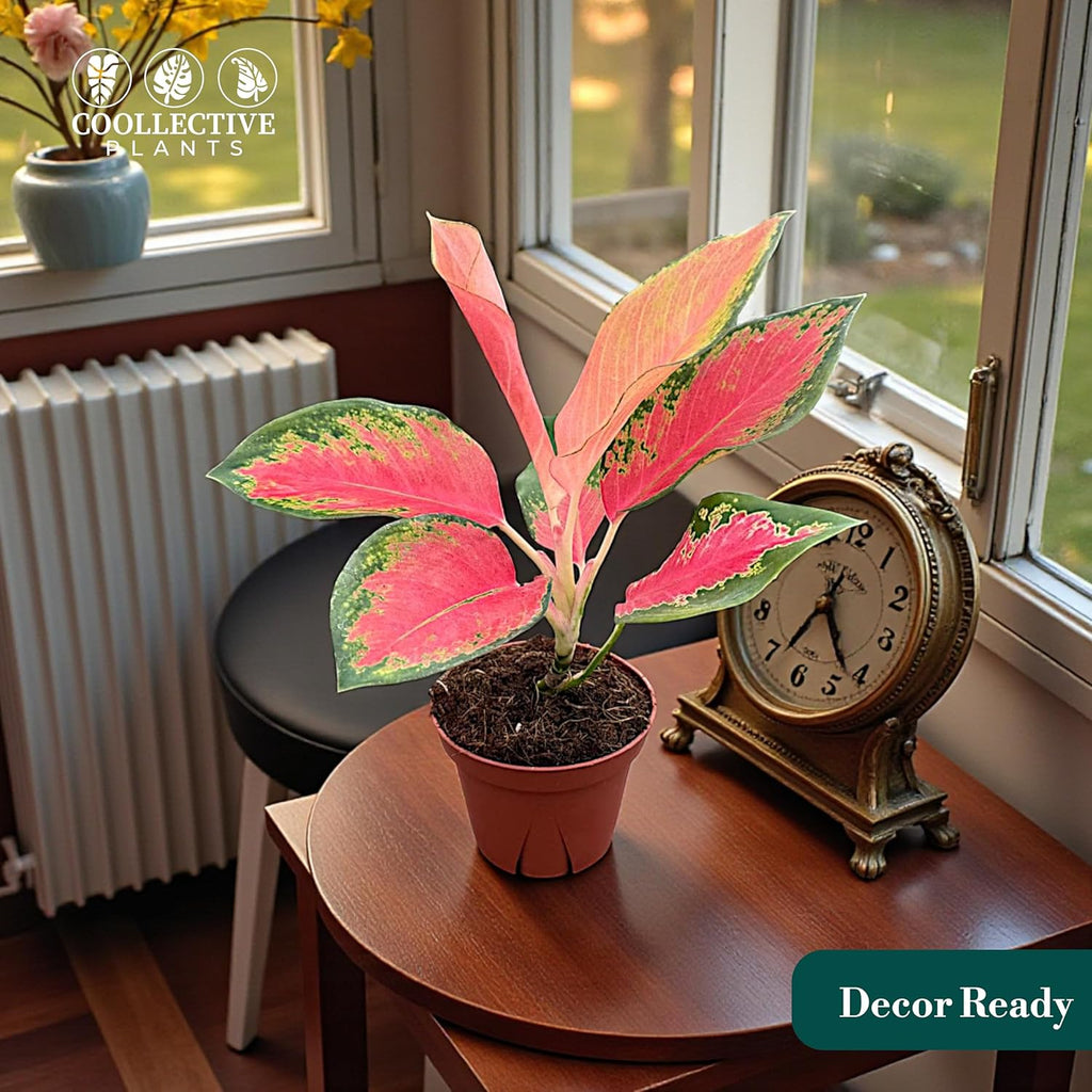 Aglaonema Pink Pearl, Live Plant in a 4 Inch Growers Pot, Live Indoor, Easy to Grow, Easy to Care, and Low Maintenance Houseplant,Pink Plants