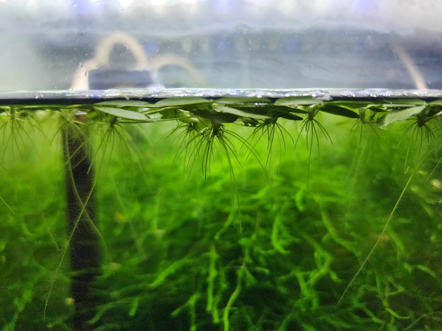 20+ Leaves Amazon Frogbit (Limnobium Laevigatum) - Live Floating Plant for Aquarium