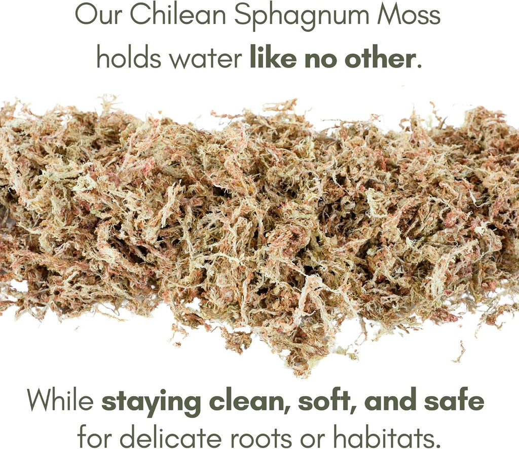 Mossify Premium Sphagnum Moss for Plants 1kg, 2.2 lbs - Long Fiber Moss for Plants Indoor, Orchids, Terrariums, Gardening, Reptiles – Moisture Plant Moss for Propagation, Soil & Habitat Bedding
