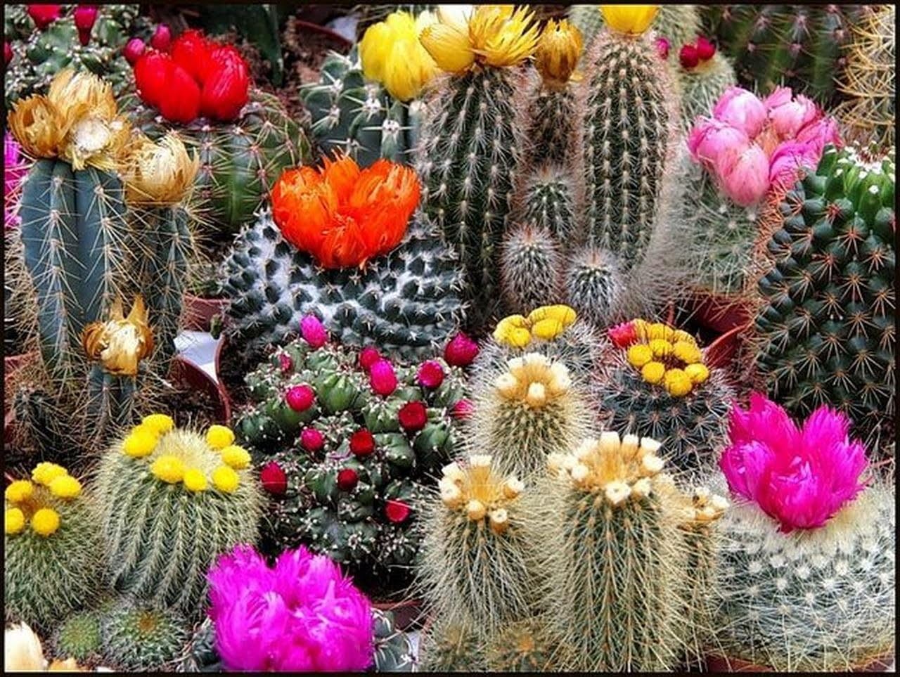 Seeds Cactus Variety Multicolor Mix - Succulents for Planting - GMO Free