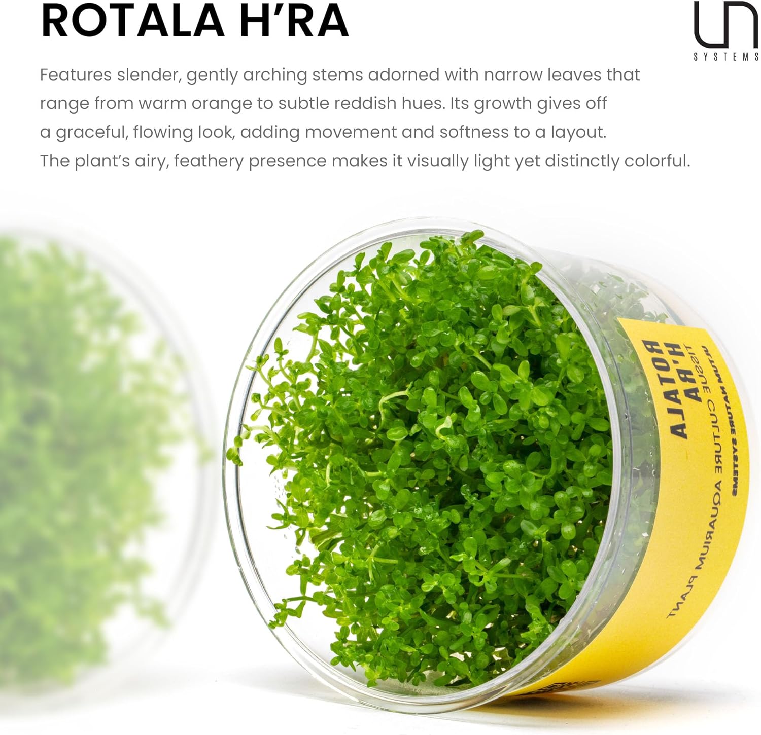 Ultum Nature Systems Rotala H'ra Tissue Culture Live Plant for Aquarium, Freshwater Fish Tank, Aquascaping - 100% Snail Free in Vitro
