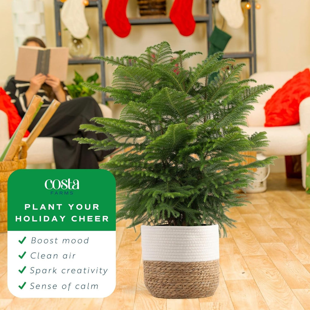 Costa Farms Live Christmas Tree, Large Norfolk Island Pine in Premium Indoor Décor Plant Pot, Houseplant Christmas Decoration, Christmas Gift or Room Decor, 3 Feet Tall