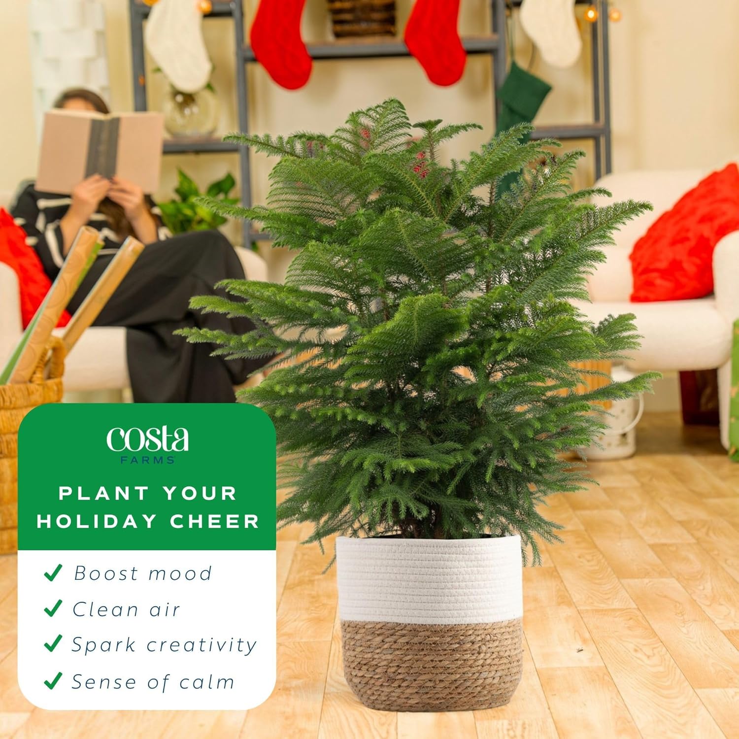 Costa Farms Live Christmas Tree, Large Norfolk Island Pine in Premium Indoor Décor Plant Pot, Houseplant Christmas Decoration, Christmas Gift or Room Decor, 3 Feet Tall
