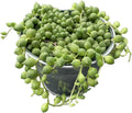 Sprout N Green 4" String of Pearls with Vintage Metal Pot, Live Trailing Succulent House Plant for Home Office Wedding Hanging Decoration, DIY Projects, Party Favor