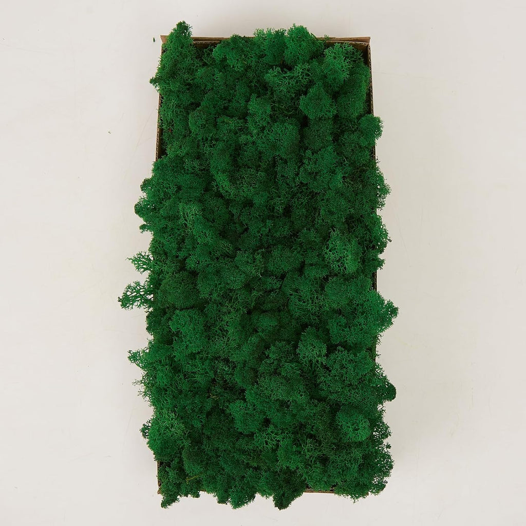 Preserved Reindeer Moss Natural Green DIY Kit Gardenning Art Wall Decor Florist Decor Easter Table Decor Wedding