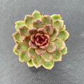 Live Succulent Plants (Echeveria 'Black-Crystals'), Easy Care Houseplant for Home and Office Decor, Great Gift for Housewarming, Birthday, Thanksgiving