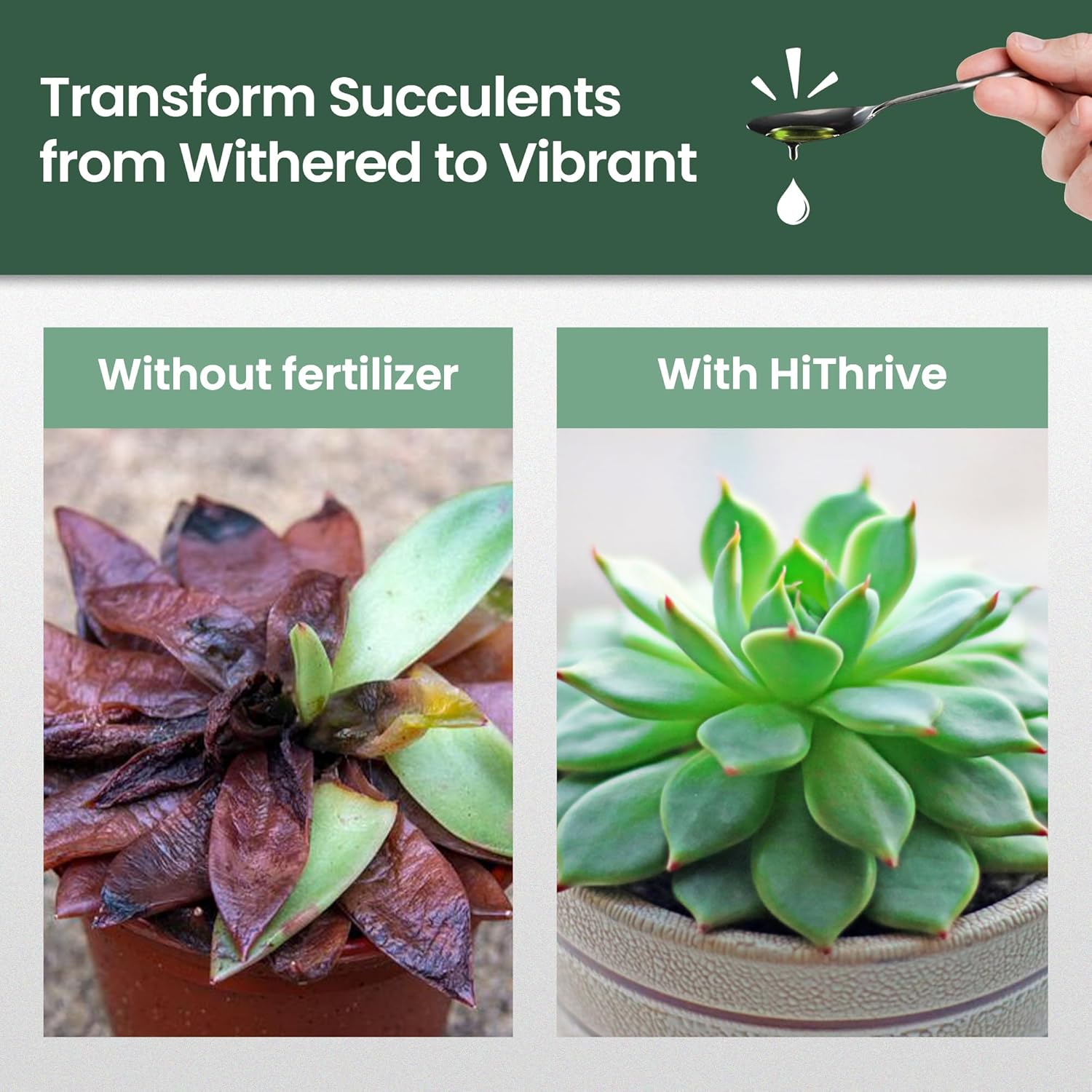 16oz Succulent Fertilizer - Makes 32 Gallons of Succulent Plant Food for Succulents Plants Live, Liquid Fertilizer for Succulents - Promotes Vibrant Leaves, Resilient Roots, and Plump Growth