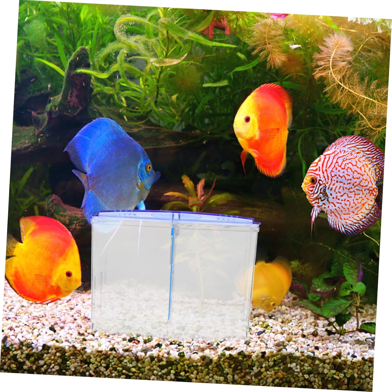 VANZACK Fish Breeding Box Transparent Isolation Tank for Fry and Adult Fish Temperature Control Incubator Durable Guppy Nursery with Easy Viewing for Aquariums