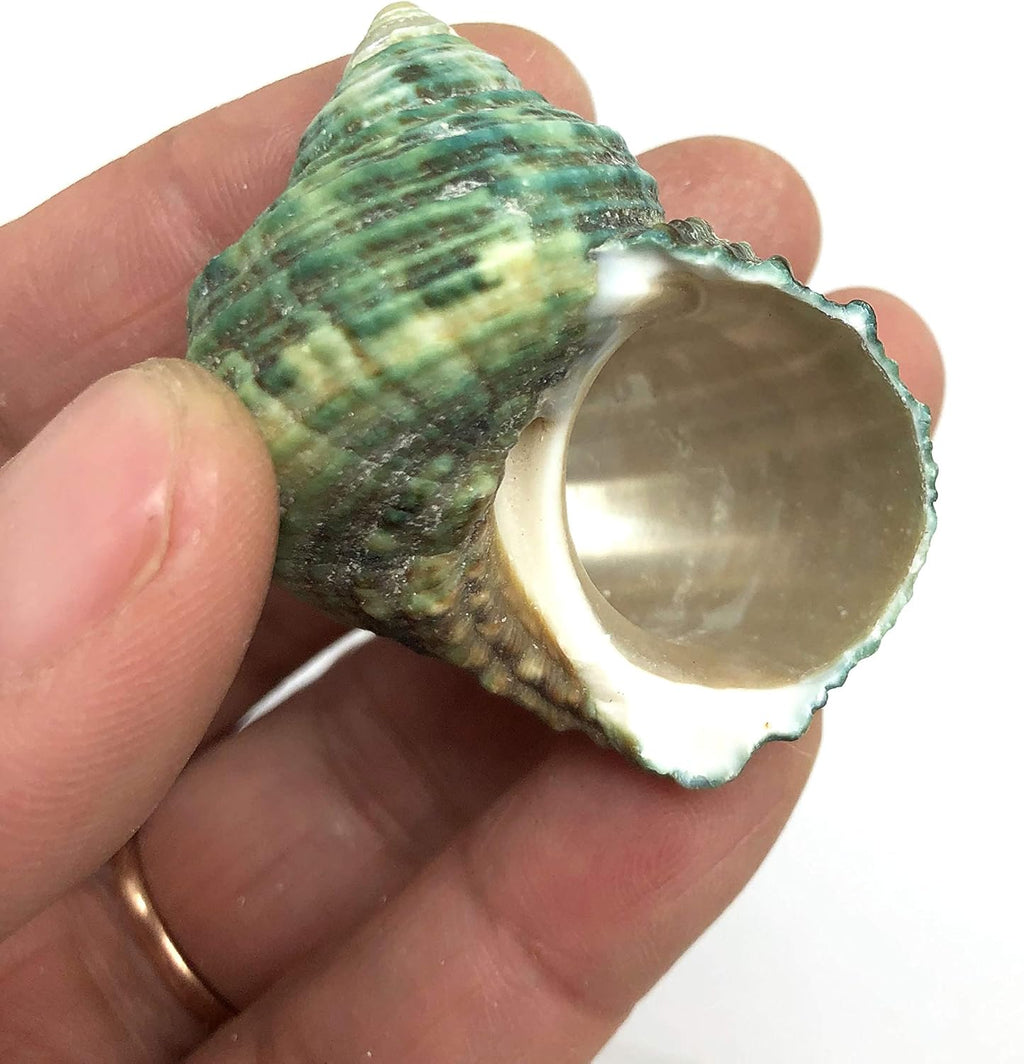 PEPPERLONELY Silver Mouth Green Turbo Hermit Crab Sea Shells, 8 OZ Apprx. 4/3 Inch ~ 1-4/3 Inch