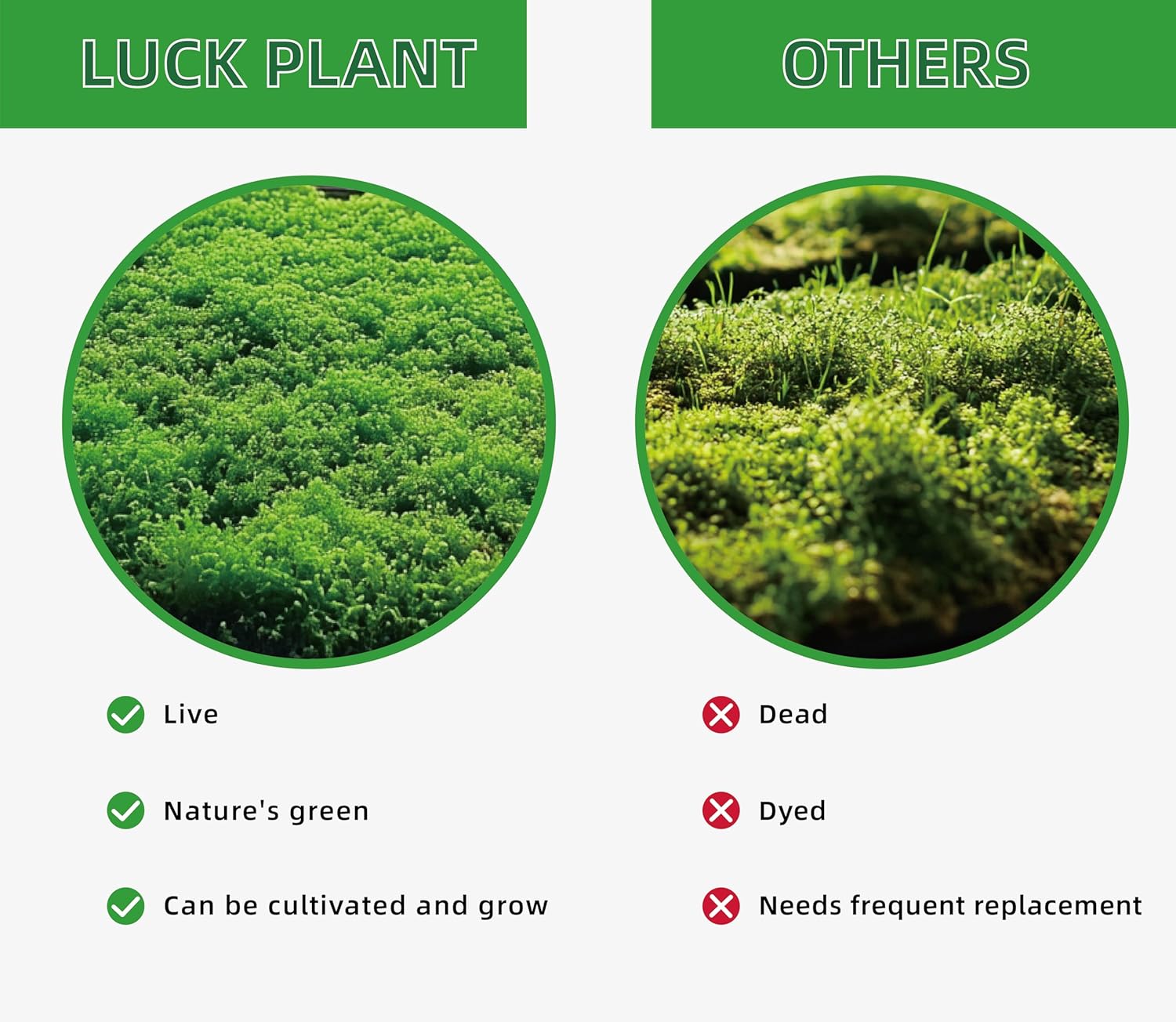 Live Moss for Reptiles - Terrarium Moss for Reptiles Peat Moss for Reptiles Habitat Bedding Moss for Snakes Turtle Frog Gecko and Other Reptiles Substrate 50 Square inches Live Moss