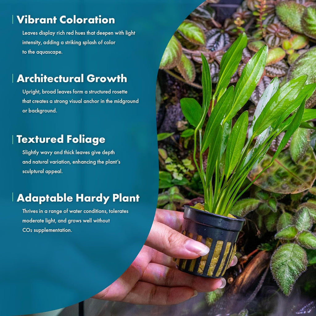 SubstrateSource Echinodorus Red Devil Sword Live Plant for Freshwater Aquariums, Natural Fish Tank Decorations, and Aquatic Decor (1 Pot (2-3 Plants))