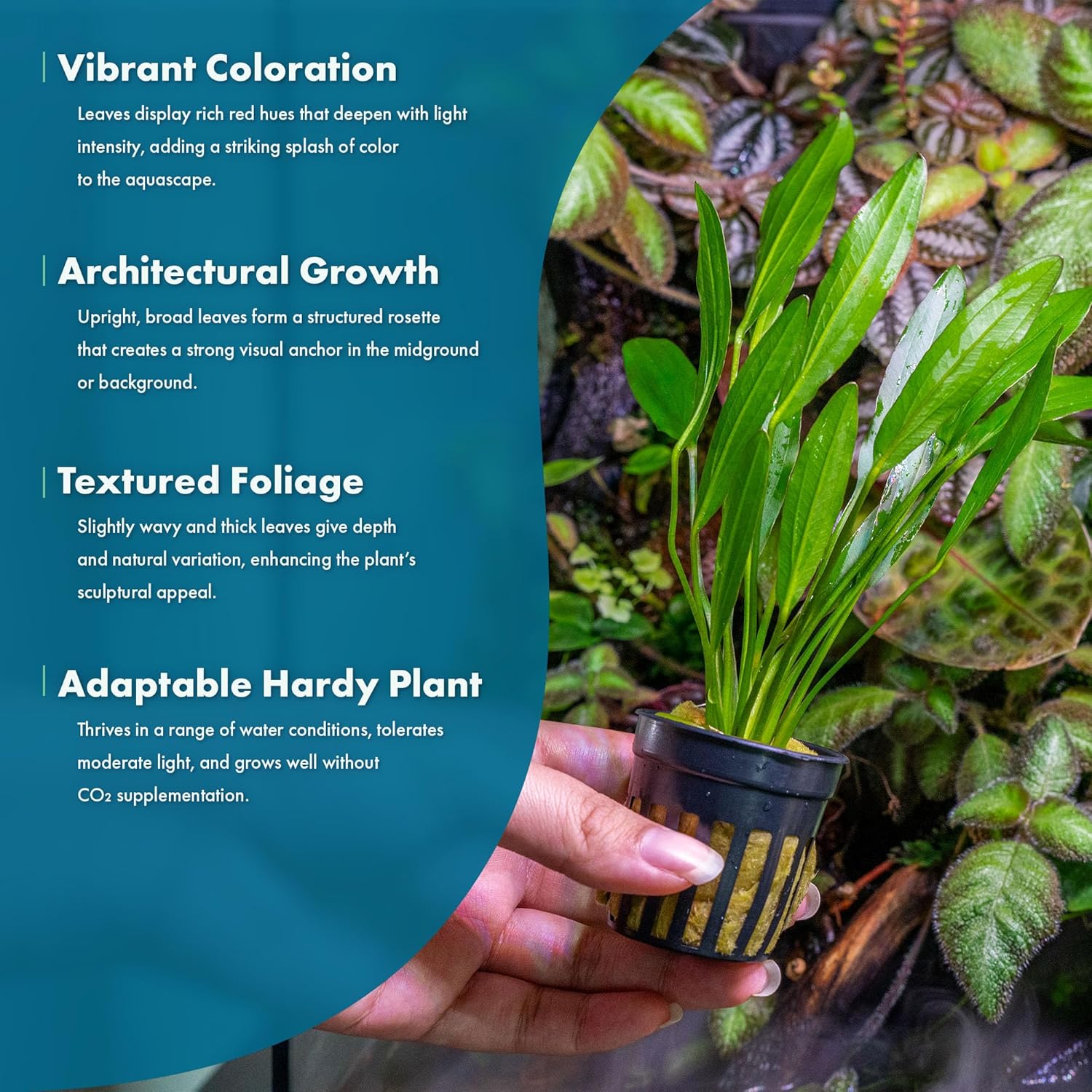 SubstrateSource Echinodorus Red Devil Sword Live Plant for Freshwater Aquariums, Natural Fish Tank Decorations, and Aquatic Decor (1 Pot (2-3 Plants))