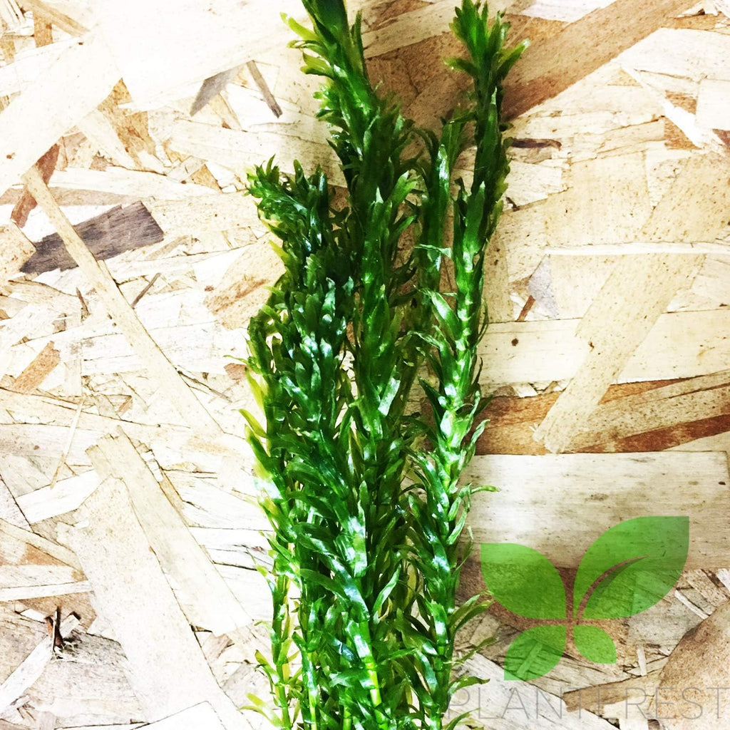 Anacharis | Elodea Densa Imported from Grower Live Aquarium Plant Stems Decorations BUY2GET1FREE
