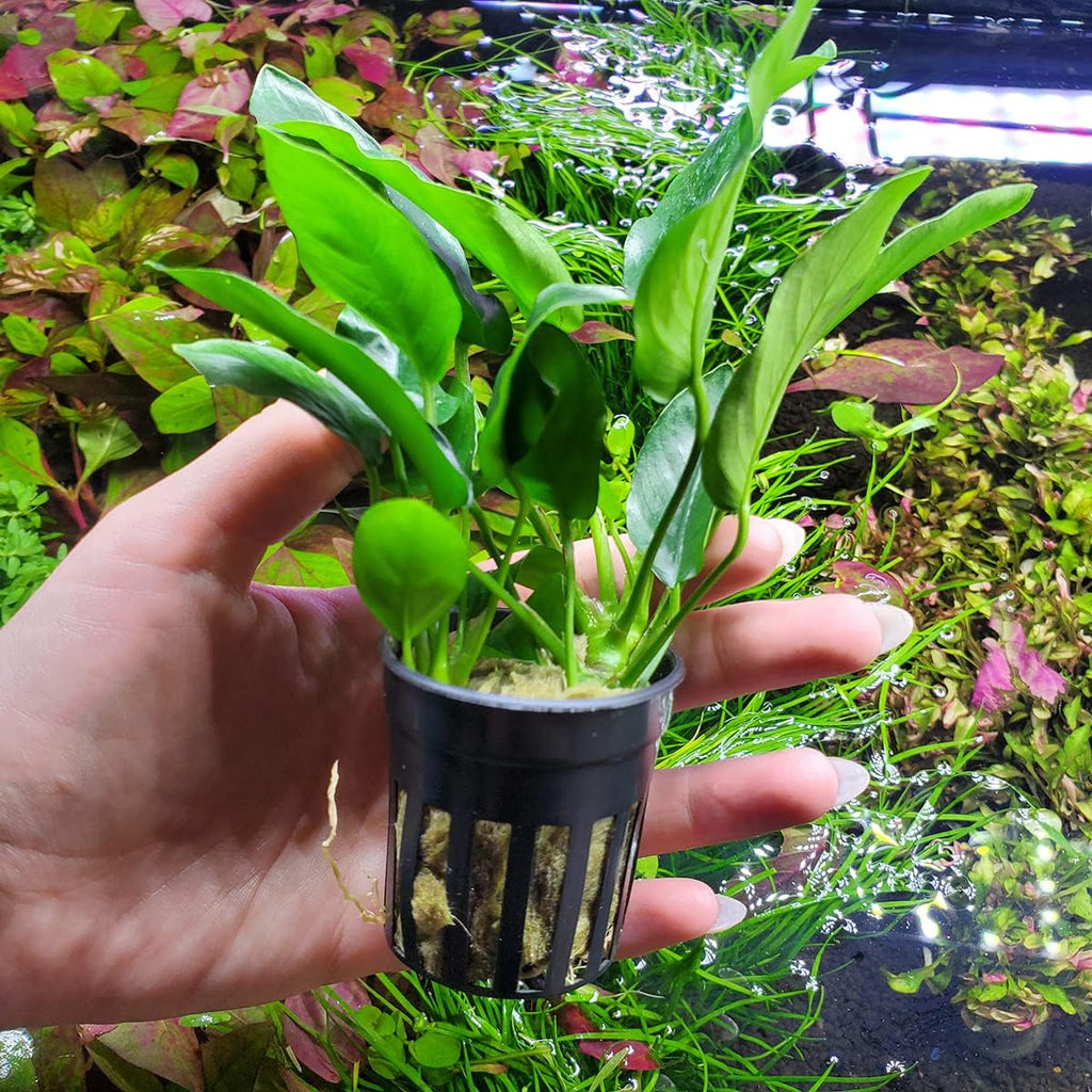 SubstrateSource Anubias Live Aquarium Plants - Potted Freshwater Plant for Fish Tanks, Terrariums - Beginner Friendly Low Light (Nana, 5 Pots)