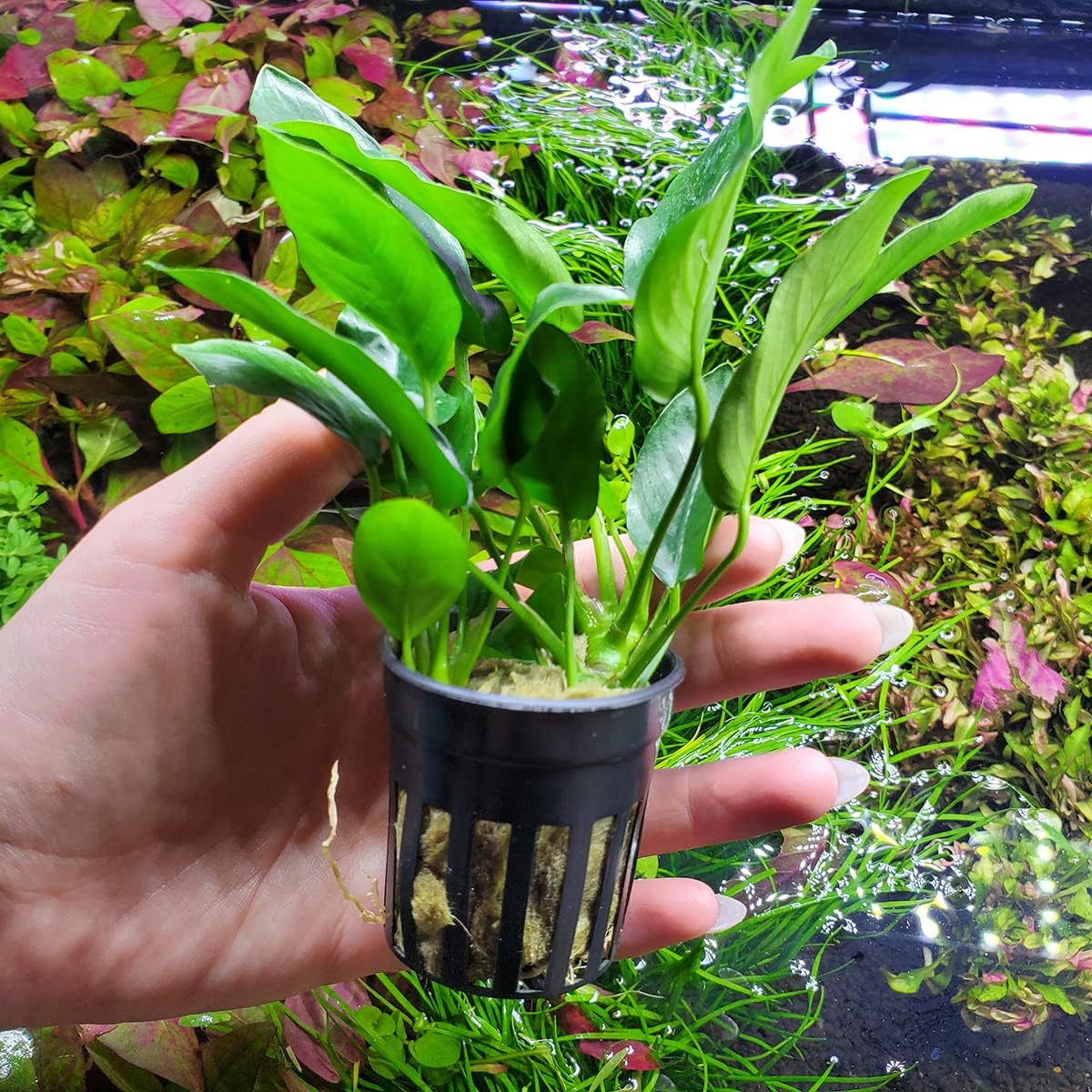 SubstrateSource Anubias Live Aquarium Plants - Potted Freshwater Plant for Fish Tanks, Terrariums - Beginner Friendly Low Light (Nana, 5 Pots)