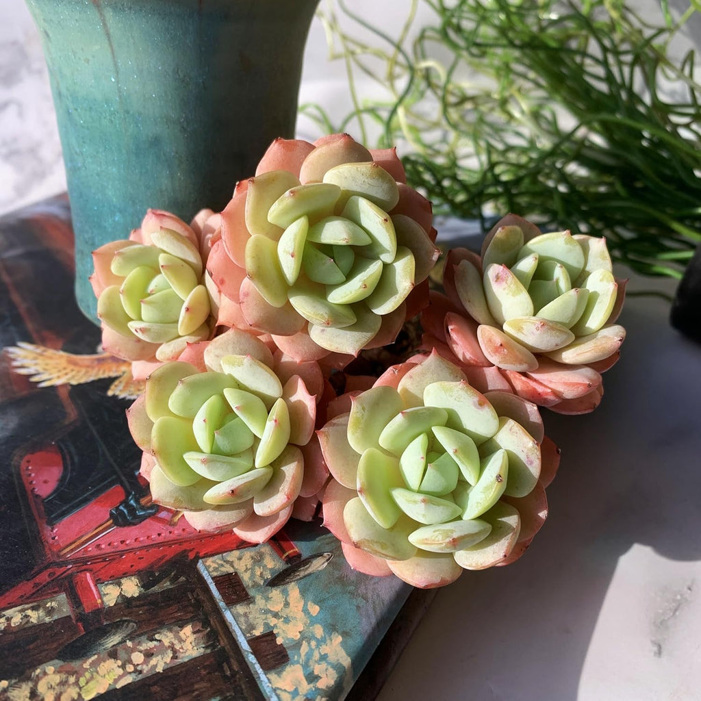 Echeveria Love Song Rare Live Succulent Plants, Cluster 4" Bare Root Without Pot & Soil, Garden Indoor Office Desk Baby Shower Decoration, Friend Plant Lovers Gifts