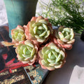 Echeveria Love Song Rare Live Succulent Plants, Cluster 4" Bare Root Without Pot & Soil, Garden Indoor Office Desk Baby Shower Decoration, Friend Plant Lovers Gifts