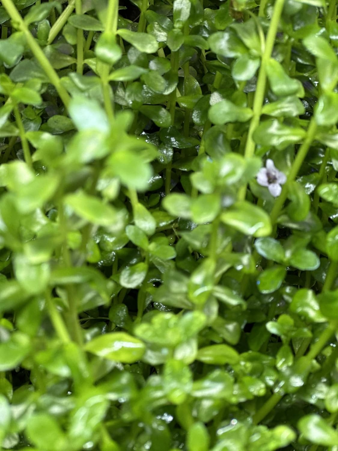 Potted Live Aquarium Plants | Freshwater Aquatic Plants for Aquariums (Moneywort)