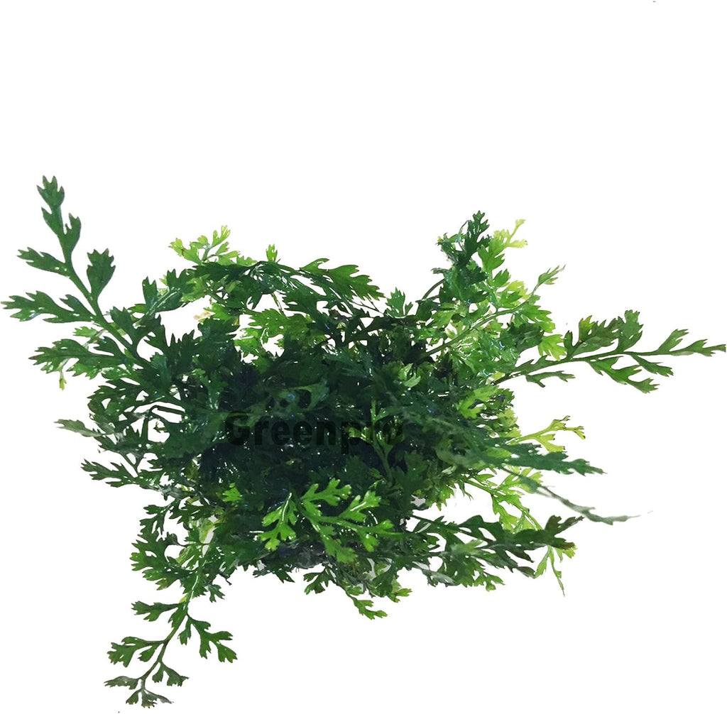 3 Water Fern Package Bolbitis | Windelov | Pteropus Hardy Leaf Live Potted Aquarium Plants for Freshwater Fish Tank by Greenpro