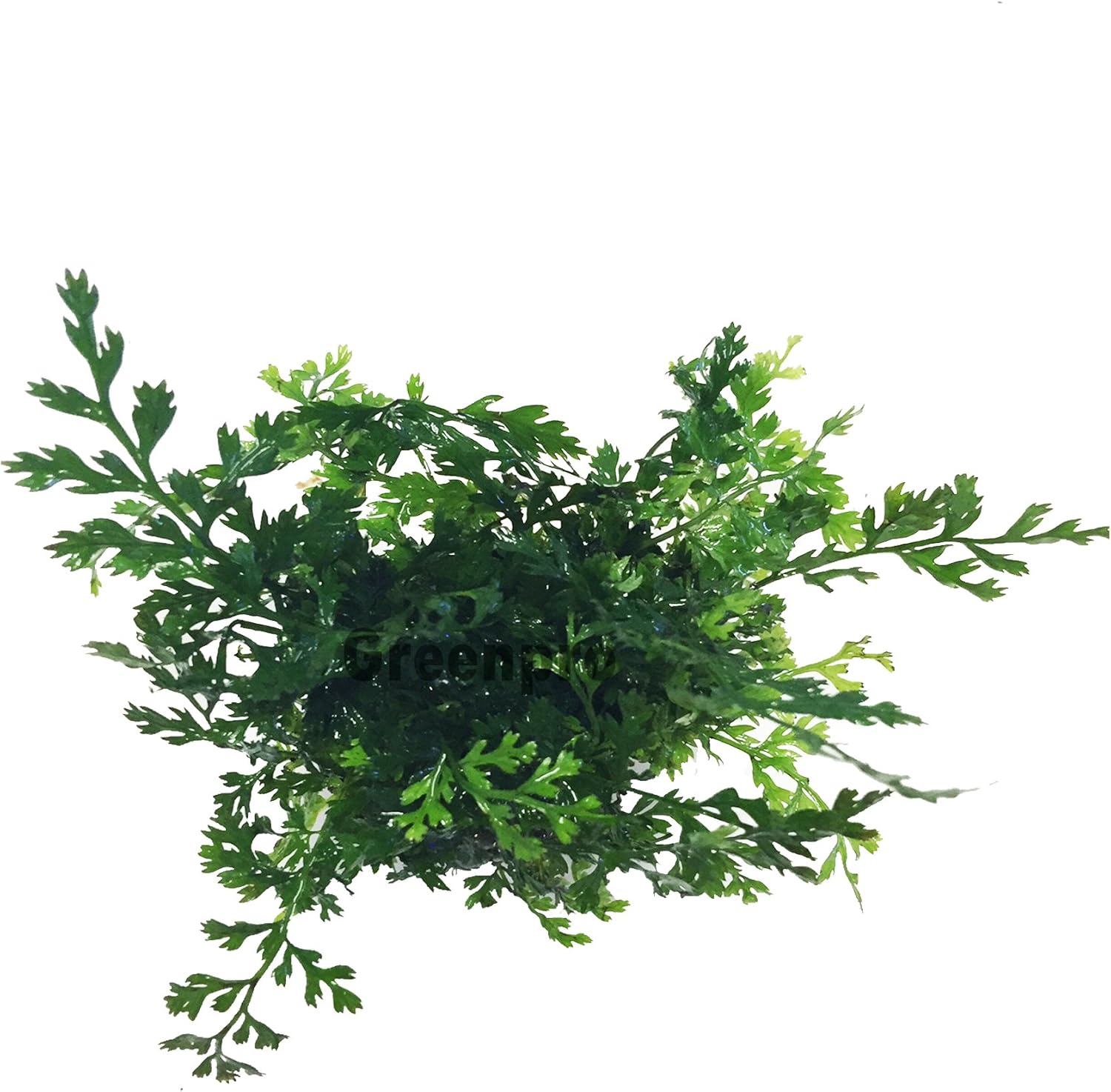 3 Water Fern Package Bolbitis | Windelov | Pteropus Hardy Leaf Live Potted Aquarium Plants for Freshwater Fish Tank by Greenpro