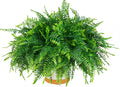 QIANYUN Fake Outdoor Plants-30inch Artificial Ferns UV Resistant Fake Ferns for Bedroom Living Room Garden Outdoor Indoor Decor- Including Planters (Green-03)