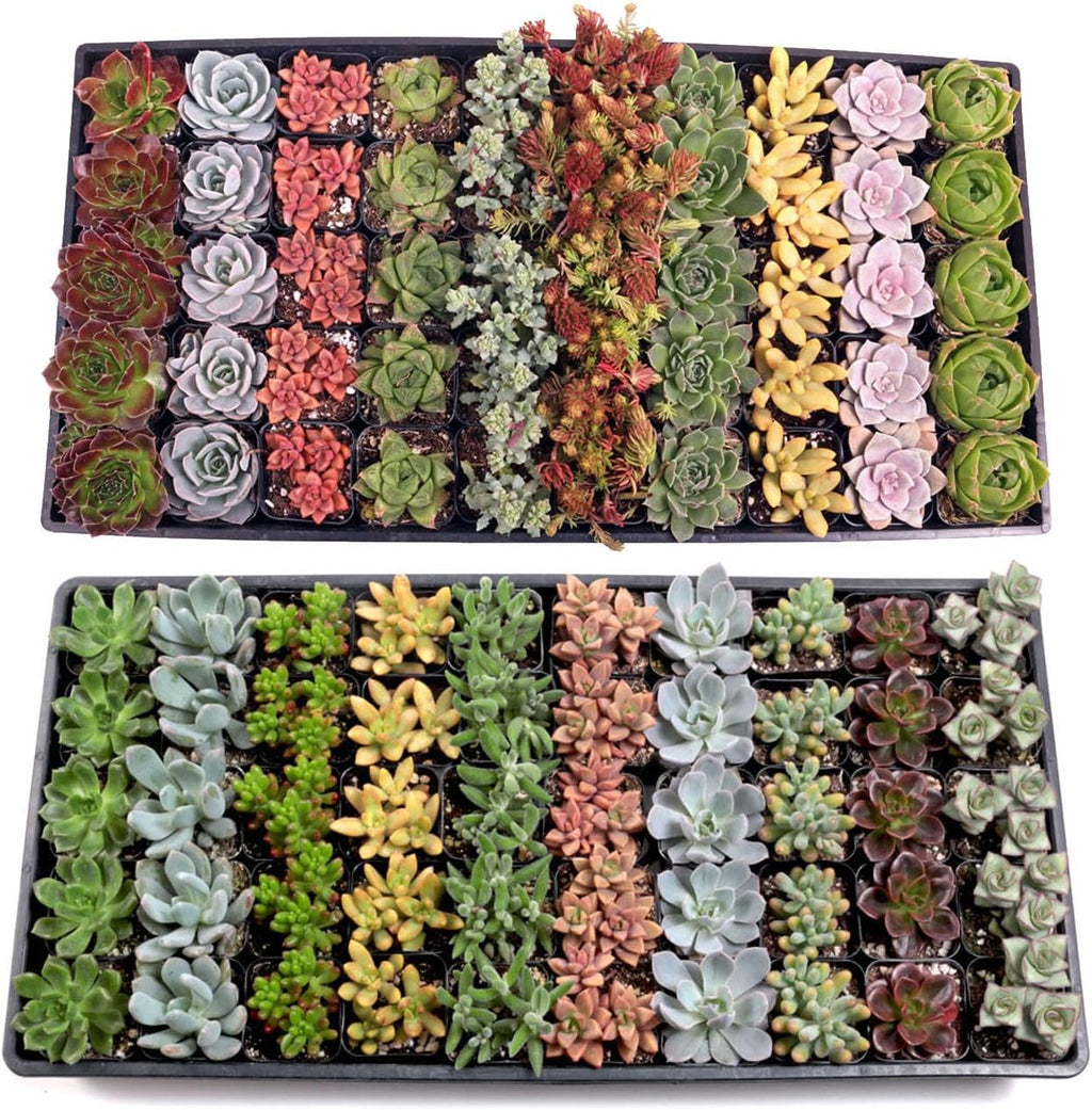 Mountain Crest Gardens Assorted Succulents Bulk Pack - 100 Live Plants in 2 Inch Pots - Real Indoor/Outdoor Succulents for DIY, Gifts, Weddings, and Home Decor