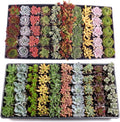 Mountain Crest Gardens Assorted Succulents Bulk Pack - 100 Live Plants in 2 Inch Pots - Real Indoor/Outdoor Succulents for DIY, Gifts, Weddings, and Home Decor