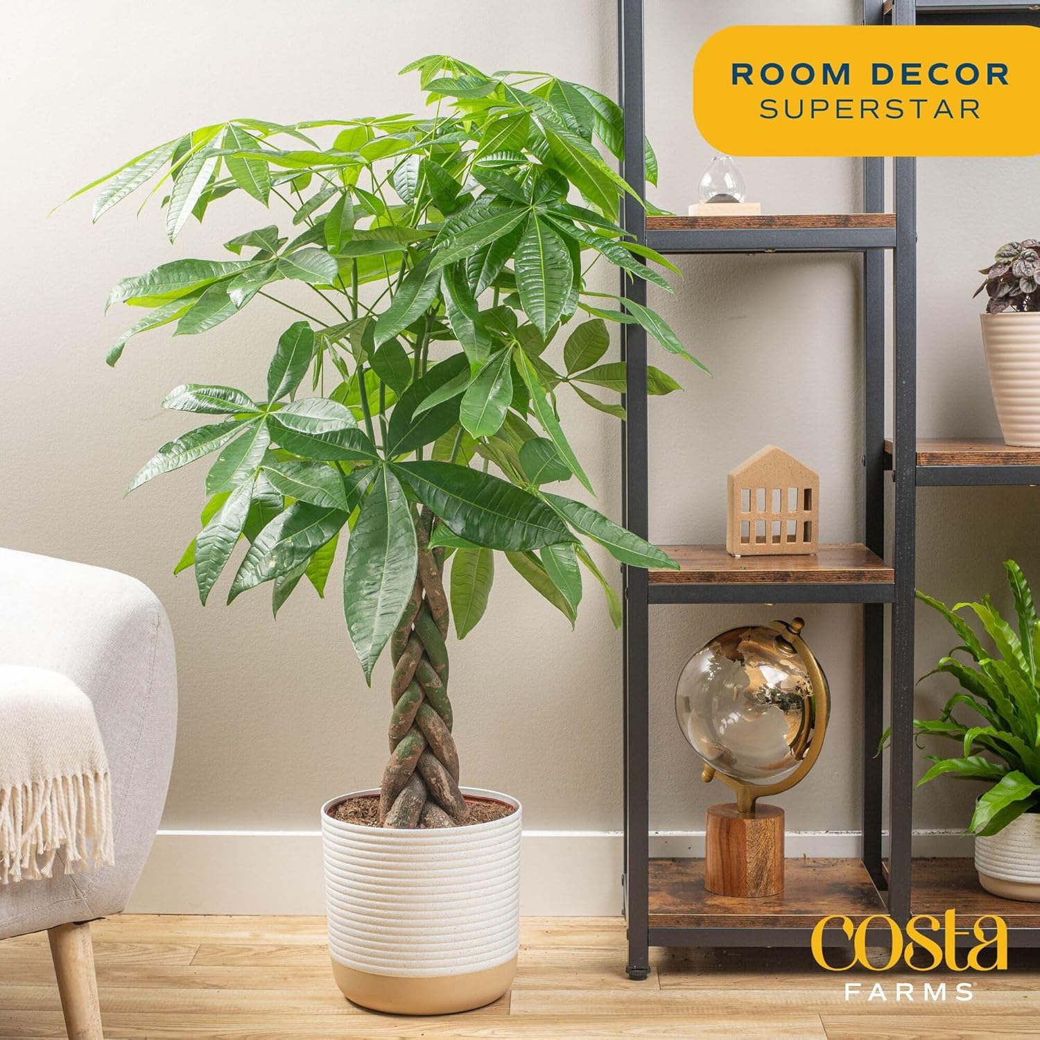 Costa Farms Money Tree Live Plant in Decorative Pot, Air Purifying, Large Indoor Houseplant, Perfect for Home, Room, or Office Decor, Great House Warming or Birthday Gift, 3-4 Feet Tall