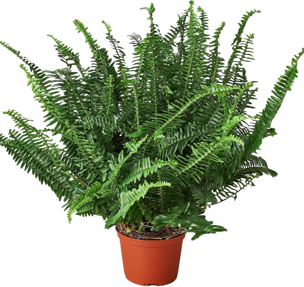 Jester's Crown Fern Live Plant for Indoor | Different Houseplants in 4'' & 6'' Pot | Real House Plant for Living Room, Office, Desk & Bathroom | Boston Fern | Sunjest Sword Fern