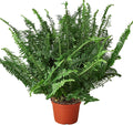 Jester's Crown Fern Live Plant for Indoor | Different Houseplants in 4'' & 6'' Pot | Real House Plant for Living Room, Office, Desk & Bathroom | Boston Fern | Sunjest Sword Fern