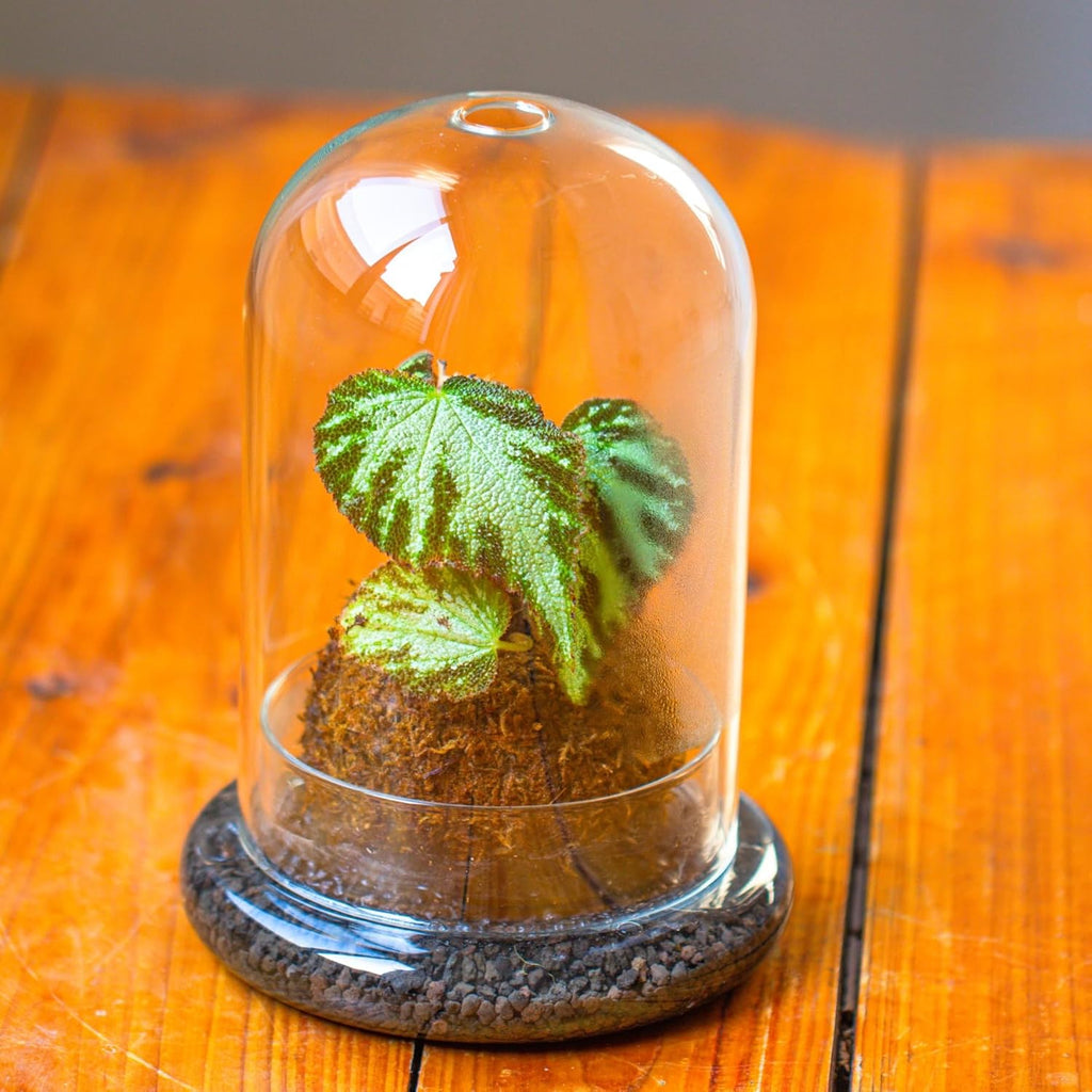 NCYP Glass Dome Cloche with Base and Air Hole - 5.9 x 5.9 x 8.2 Inches Indoor Tabletop Display Terrarium for Plant, Flower - Home Modern Decoration, Clear (No Plants)