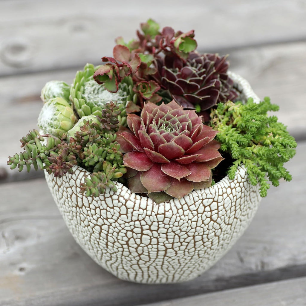 Mountain Crest Gardens Sempervivum Succulent Variety Pack - 20 Hardy Live Rosette Plants, No Repeats, Rooted in 2 Inch Pots - Succulents for Rock Gardens, Containers, DIY Displays